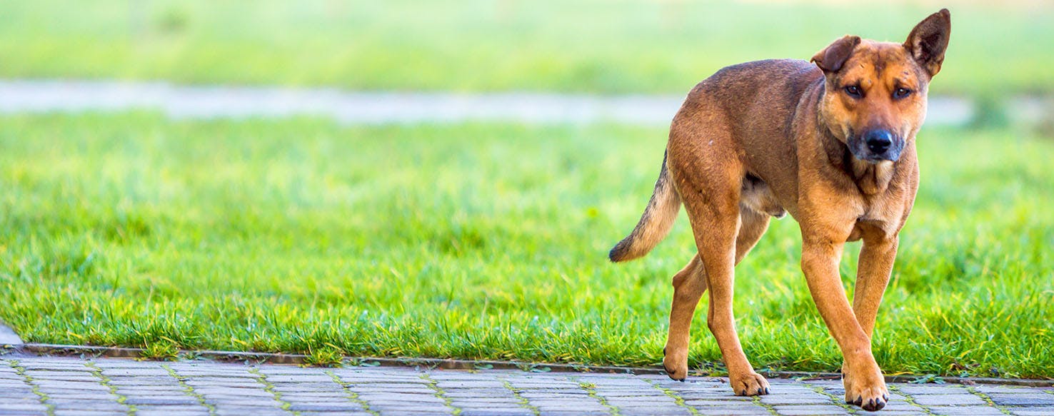 Dog Names That Start With Te Popular Male And Female Names Wag 